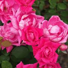 The Beauty of the KNOCKOUT ROSES