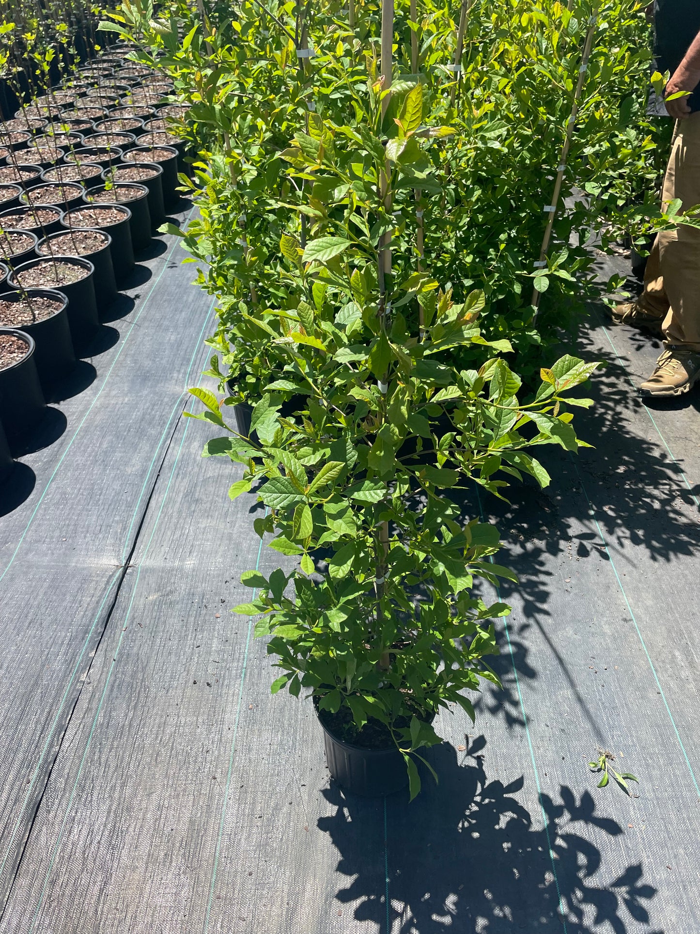 Black Gum/Black Tupelo Tree, 5 Foot Tall Shade Tree, Fast Growing and Low Maintenance