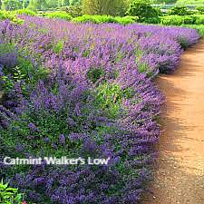 a dirt road surrounded by lots of purple flowers