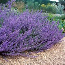 a lavender plant in a gravel garden bed