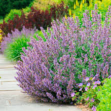 a garden filled with lots of purple flowers