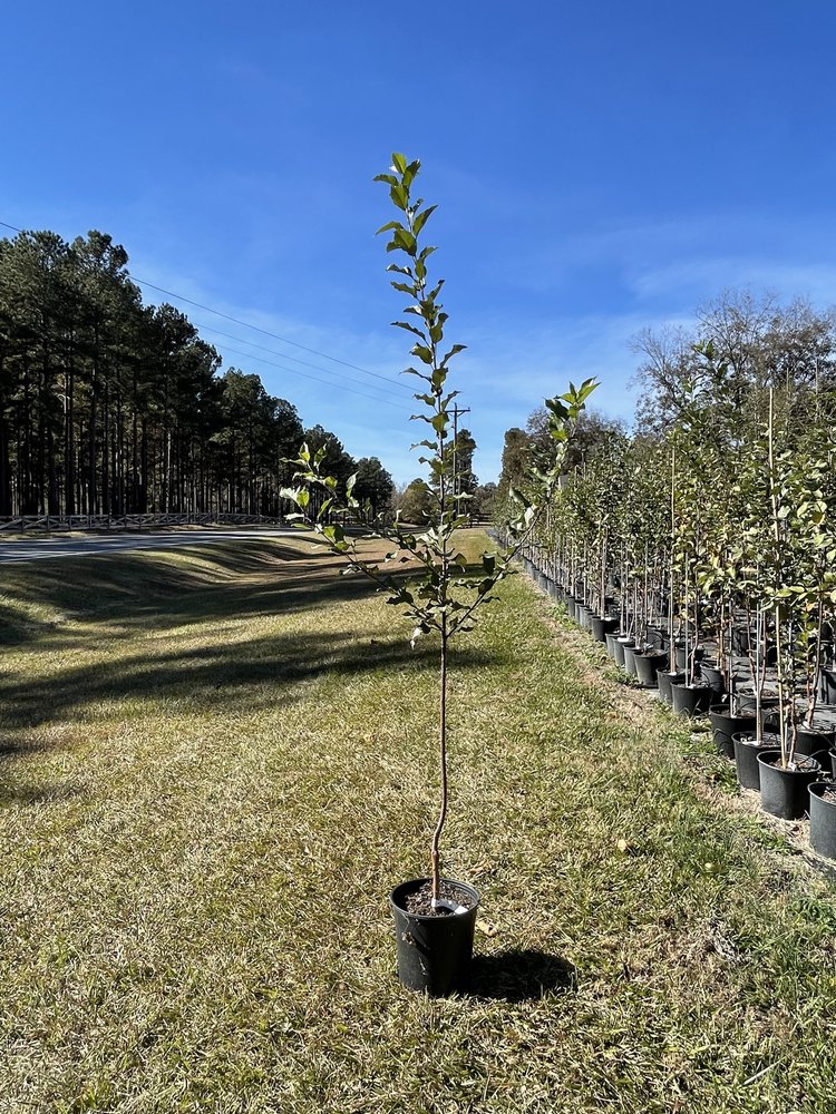 TERRY WINTER APPLE Tree - Great Apple Fruit Tree - 3 Feet or More Tall - Free Shipping! - Cold Hardy Apple Tree - Edible Fruit