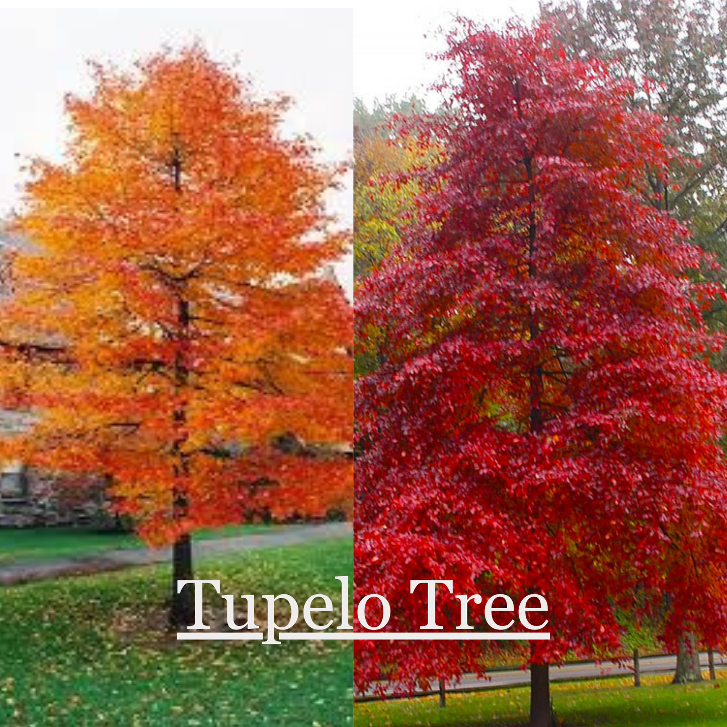 Black Gum/Black Tupelo Tree, 5 Foot Tall Shade Tree, Fast Growing and Low Maintenance