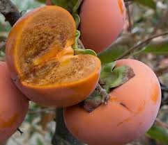 Chocolate Asian Persimmons - Taking Fall Orders Now!! - 3 Feet Tall Plus - FREE DELIVERY!