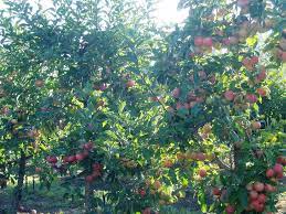 TERRY WINTER APPLE Tree - Great Apple Fruit Tree - 3 Feet or More Tall - Free Shipping! - Cold Hardy Apple Tree - Edible Fruit