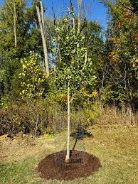 TERRY WINTER APPLE Tree - Great Apple Fruit Tree - 3 Feet or More Tall - Free Shipping! - Cold Hardy Apple Tree - Edible Fruit