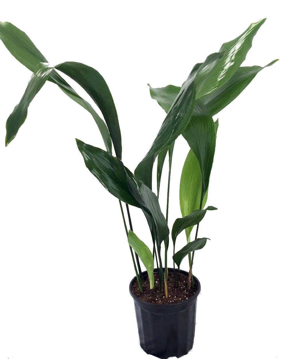 CAST IRON PLANT - Aspidistra elatior - Free Shipping!