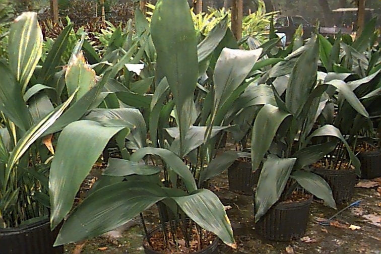 CAST IRON PLANT - Aspidistra elatior - 3 Gallon