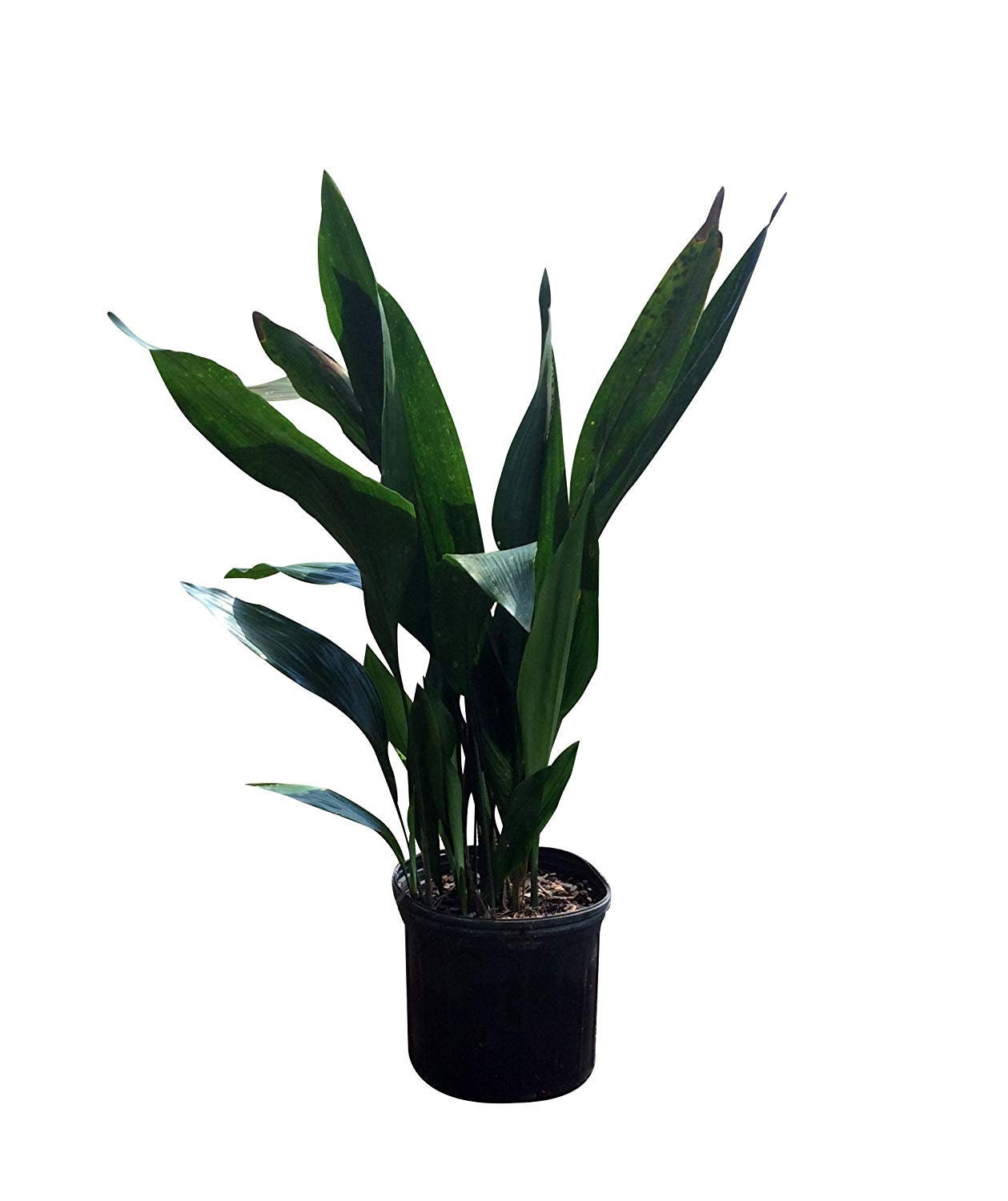 CAST IRON PLANT - Aspidistra elatior - 3 Gallon