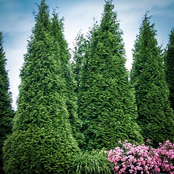 GREEN GIANT ARBORVITAE | A Living "Fence" | Evergreen Hedge