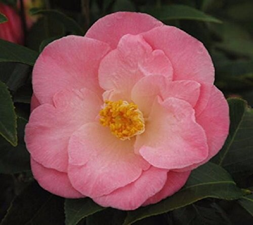 PINK Camellia ‘April Remembered’ - A Cold Hardy Camellia Japonica - Grows North to Zone 6b - 4 PLANTS with Each Order! FREE Shipping!