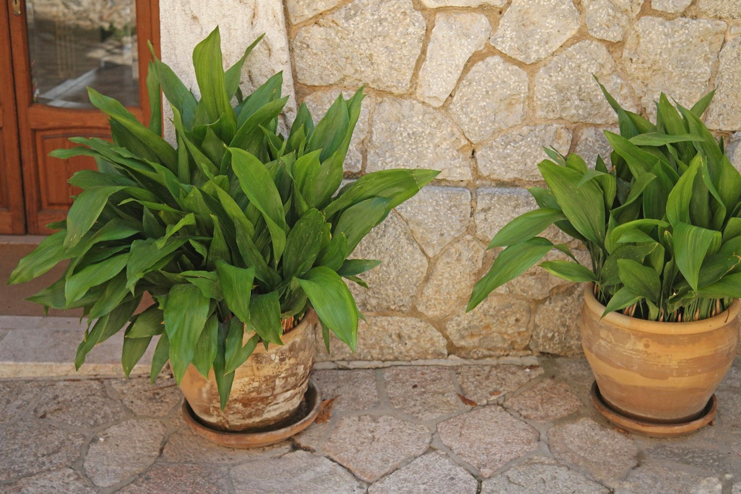 CAST IRON PLANT - Aspidistra elatior - 3 Gallon