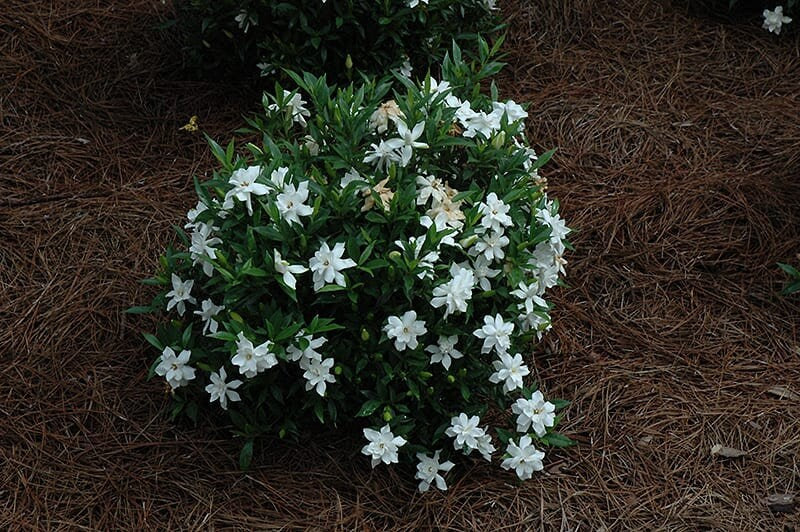 Fragrant GARDENIA 'FROST PROOF' - Free Shipping!!!