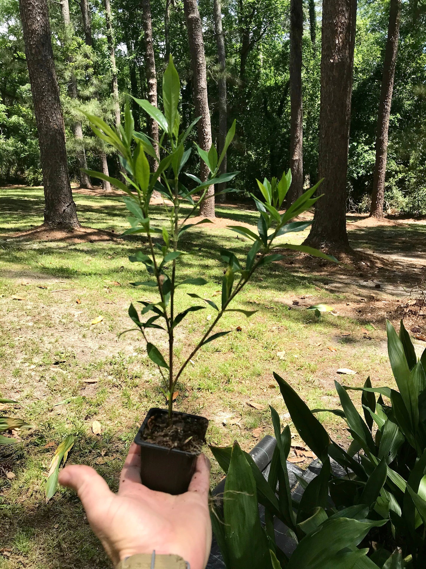 Fragrant GARDENIA 'FROST PROOF' - Free Shipping!!!