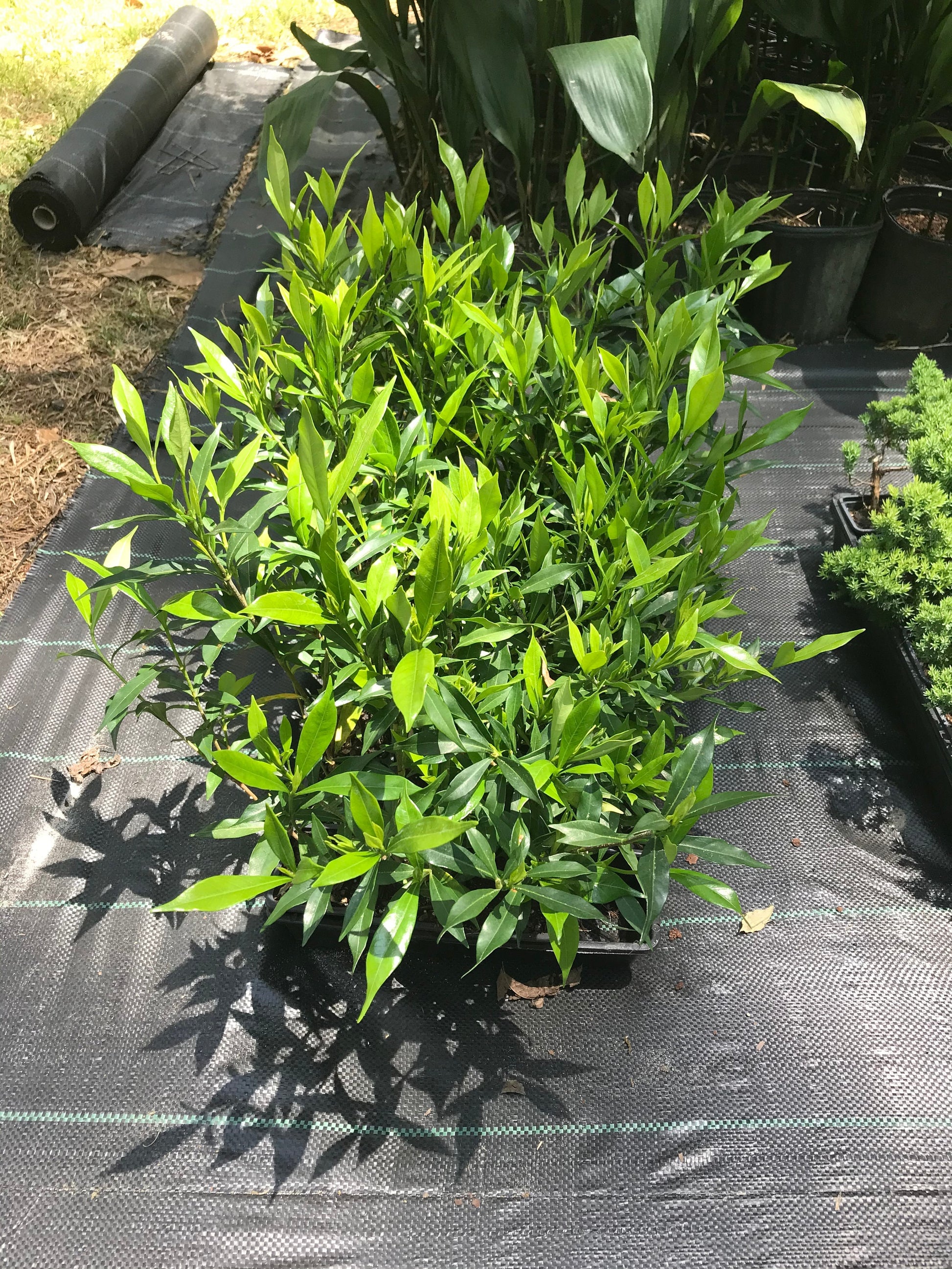 Fragrant GARDENIA 'FROST PROOF' - Free Shipping!!!