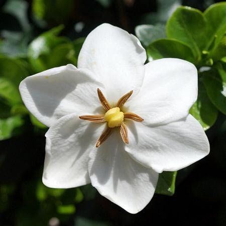 KLEIMS HARDY GARDENIA | White Fragrant Flowers | 2 Sizes to Choose | Free Shipping