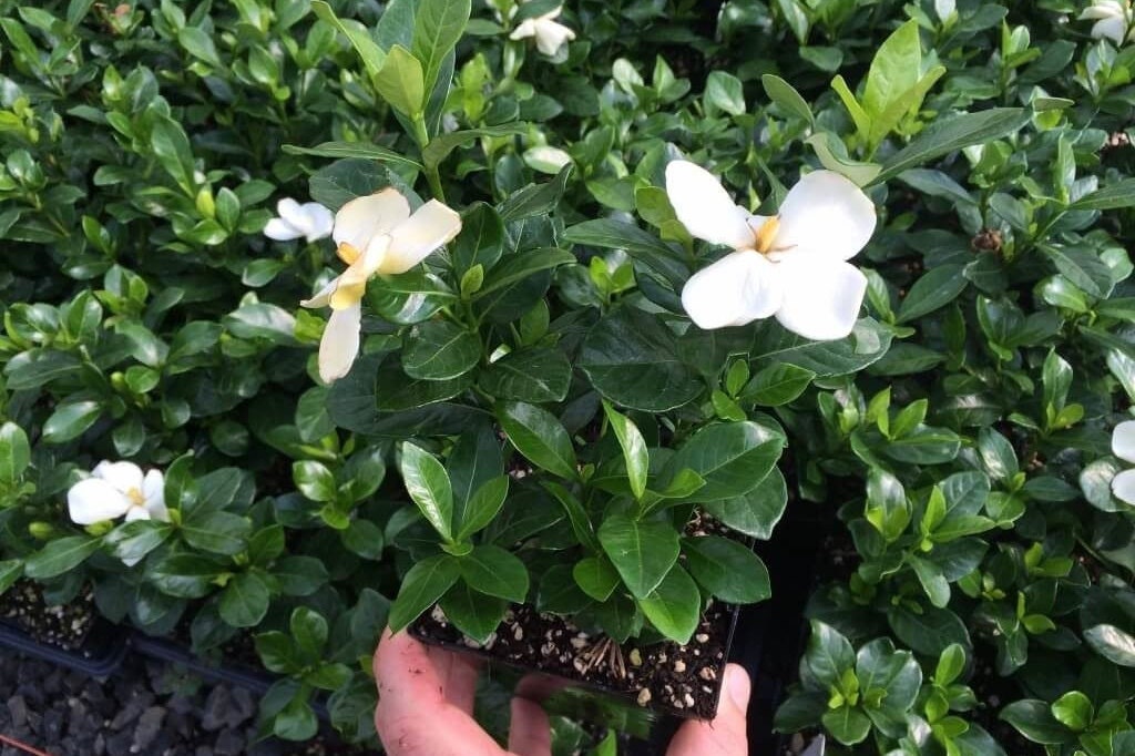 KLEIMS HARDY GARDENIA | White Fragrant Flowers | 2 Sizes to Choose | Free Shipping