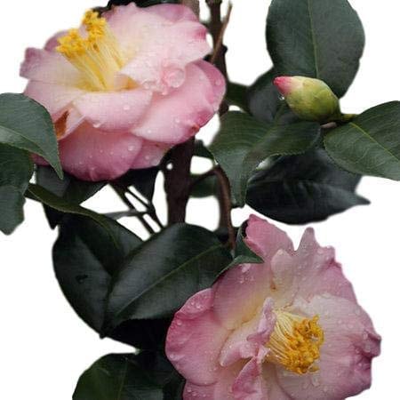 PINK Camellia ‘April Remembered’ - A Cold Hardy Camellia Japonica - Grows North to Zone 6b - 4 PLANTS with Each Order! FREE Shipping!