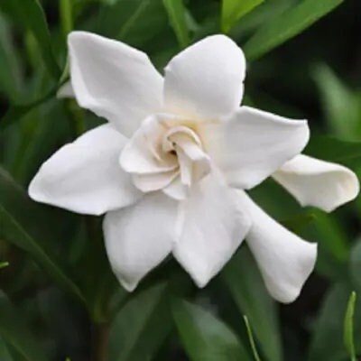 Fragrant GARDENIA 'FROST PROOF' - Free Shipping!!!