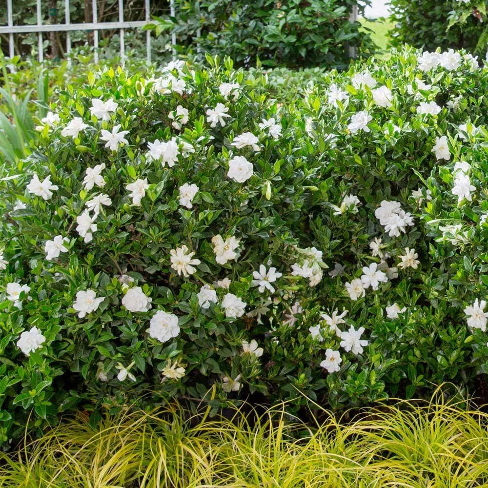 Fragrant GARDENIA 'FROST PROOF' - Free Shipping!!!