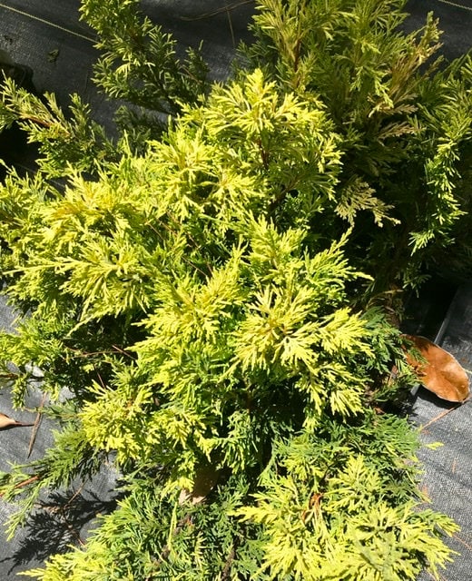 WEST WIND Leyland Cypress - 4 plants included with every order!!