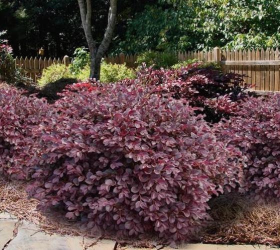 PURPLE LEAF LOROPETALUM - 'Chang's Ruby' - 3 Gallon Size