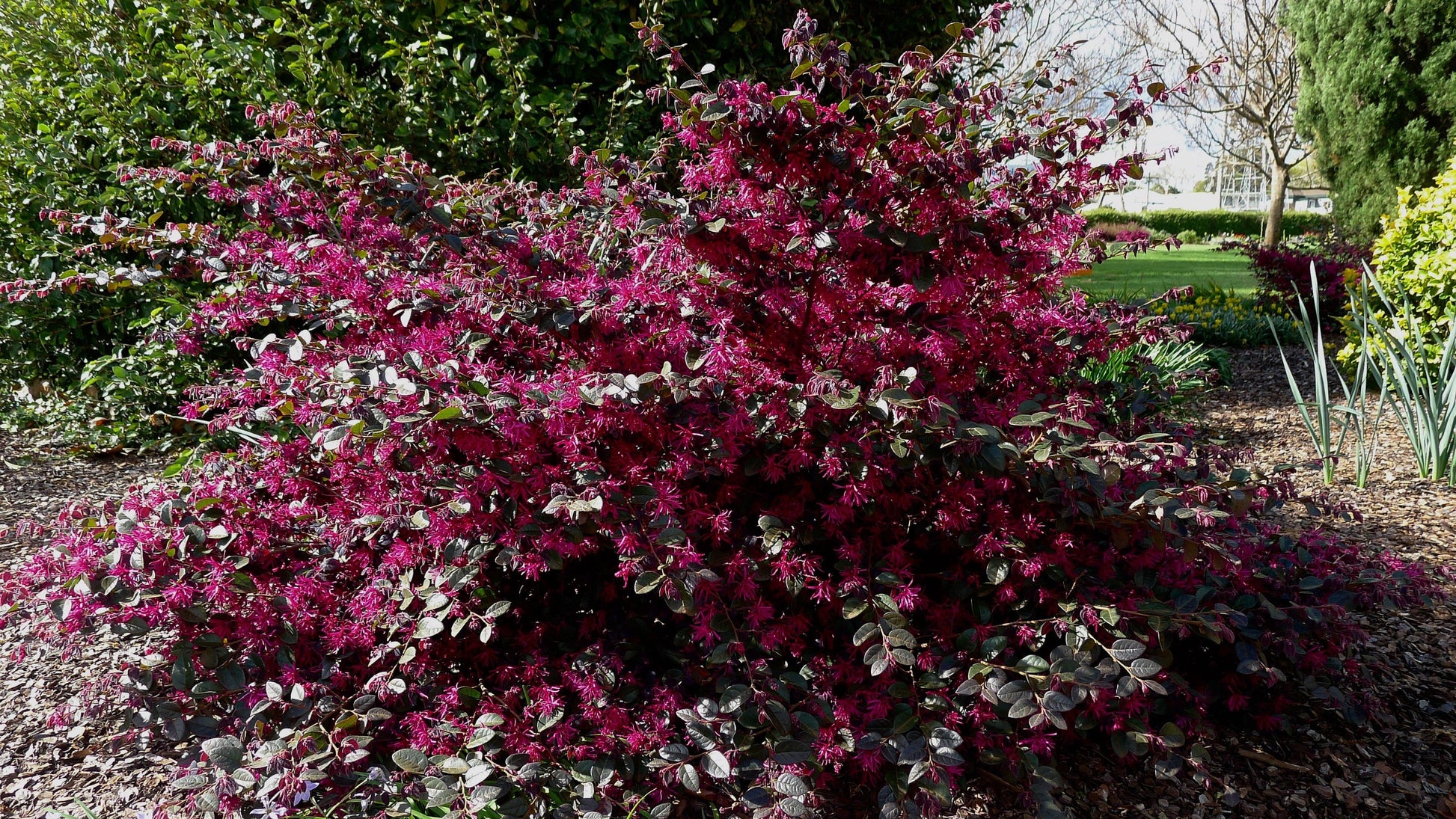 PURPLE LEAF LOROPETALUM - 'Chang's Ruby' - 3 Gallon Size