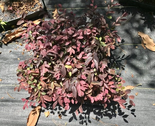 PURPLE LEAF LOROPETALUM - 'Chang's Ruby' - 3 Gallon Size