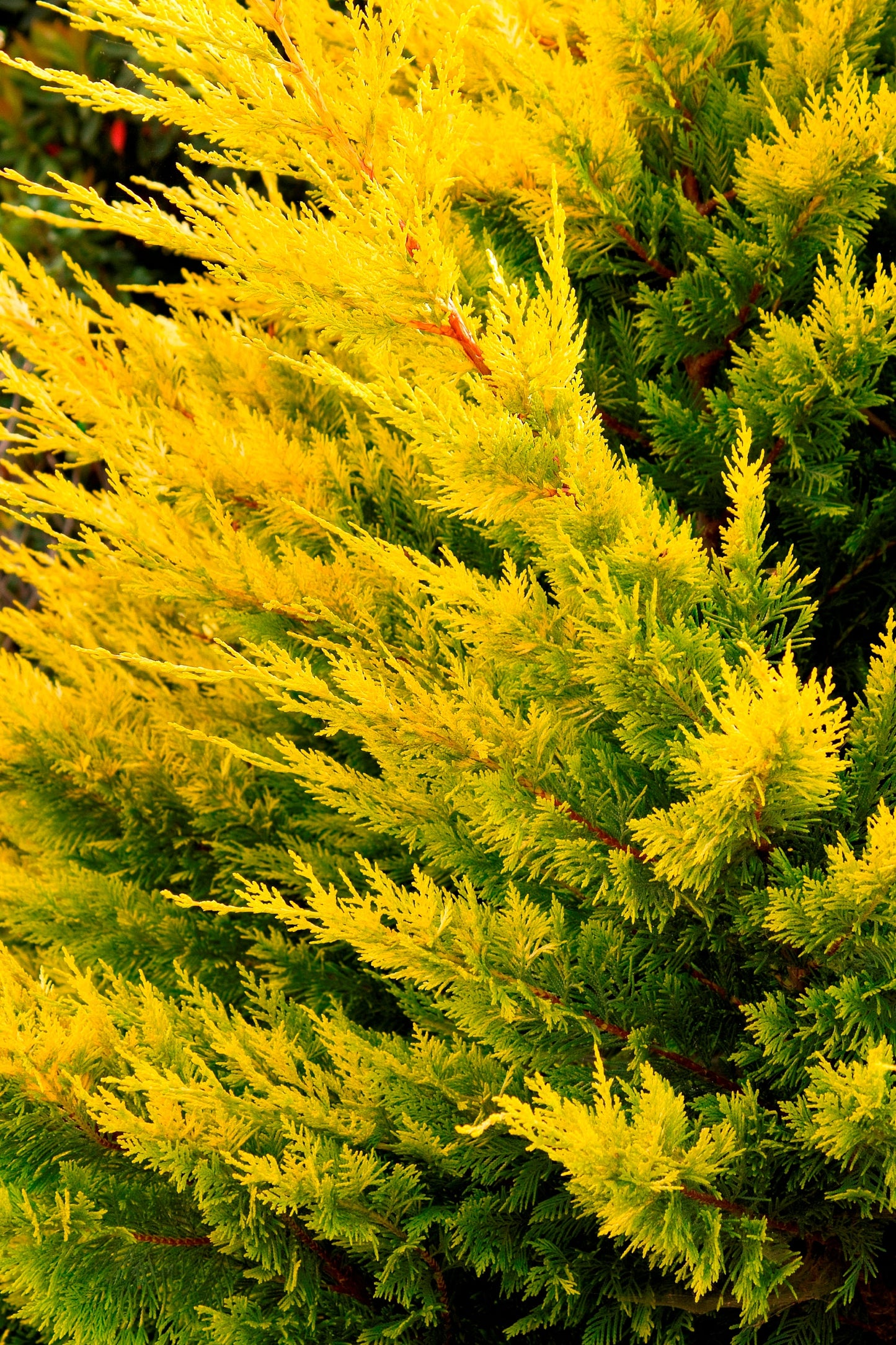 WEST WIND Leyland Cypress - 4 plants included with every order!!