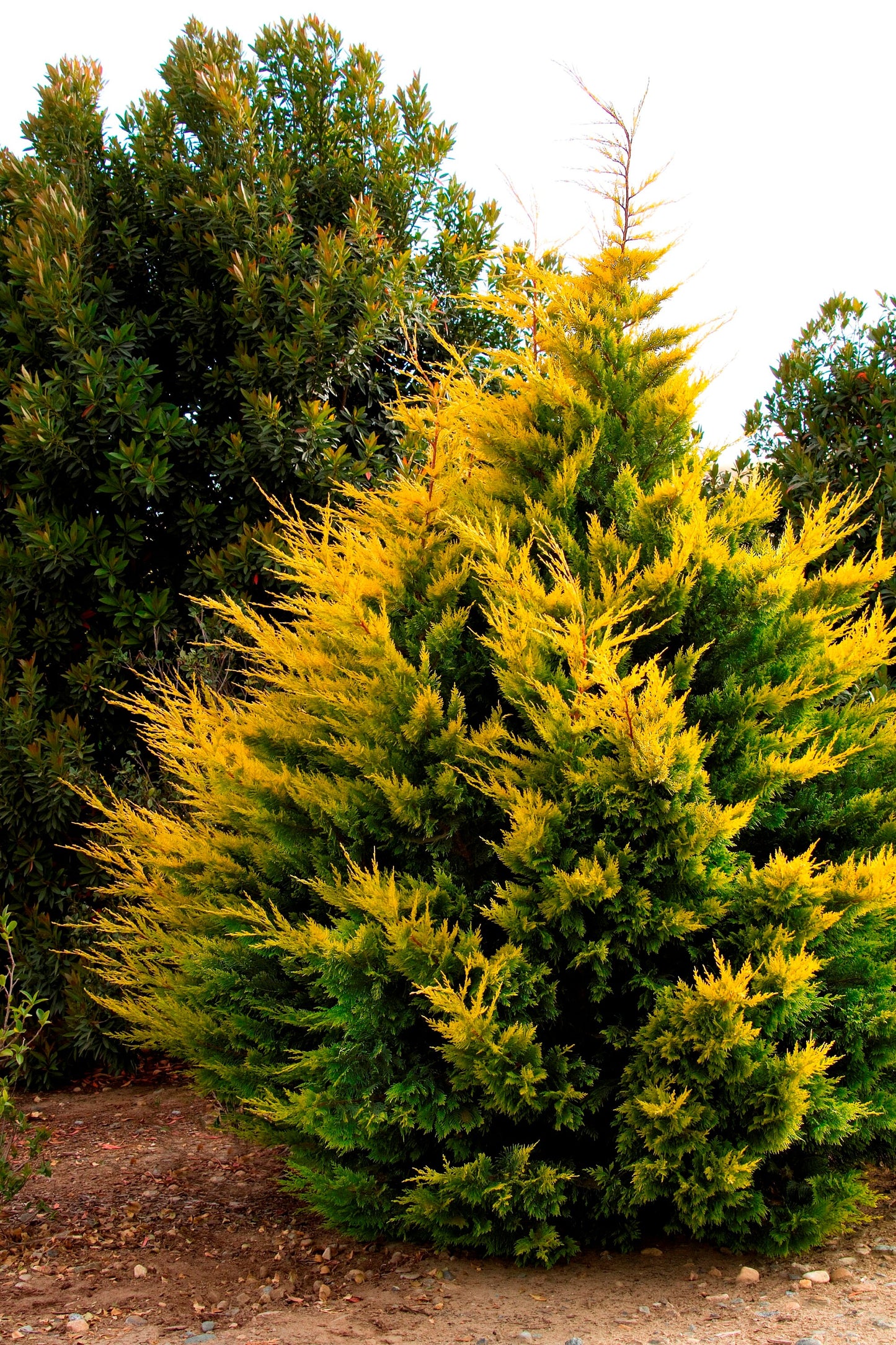 WEST WIND Leyland Cypress - 4 plants included with every order!!