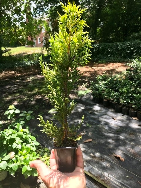 WEST WIND Leyland Cypress - 4 plants included with every order!!