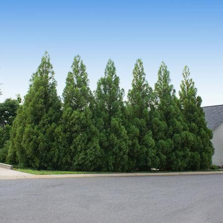 CRYPTOMERIA 'Radican' - GREAT SCREEN! - 4 plants with each order!