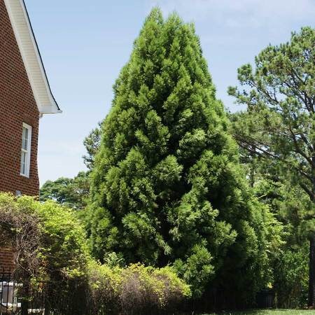 CRYPTOMERIA 'Radican' - GREAT SCREEN! - 4 plants with each order!