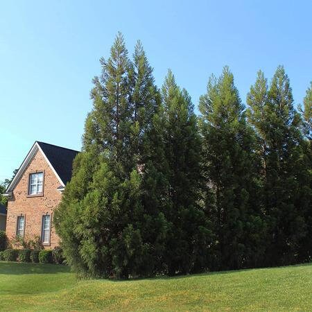 CRYPTOMERIA 'Radican' - GREAT SCREEN! - 4 plants with each order!