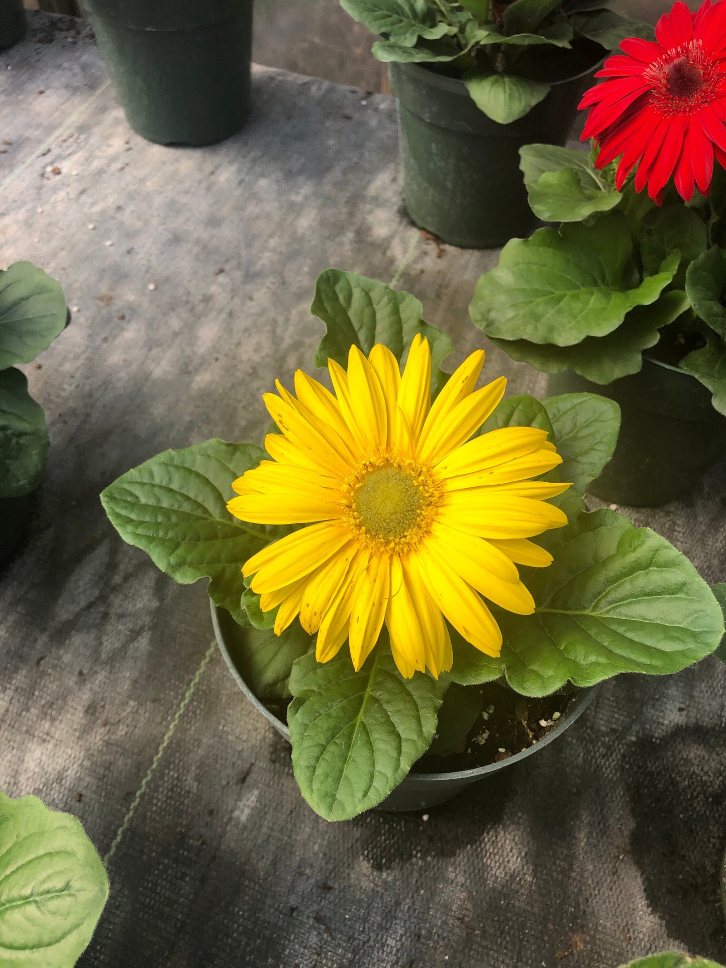 CUT FLOWERS - GERBERA Daisy! - Spring and Summer Flowers are here! - 3 Plus Plants Per Order!