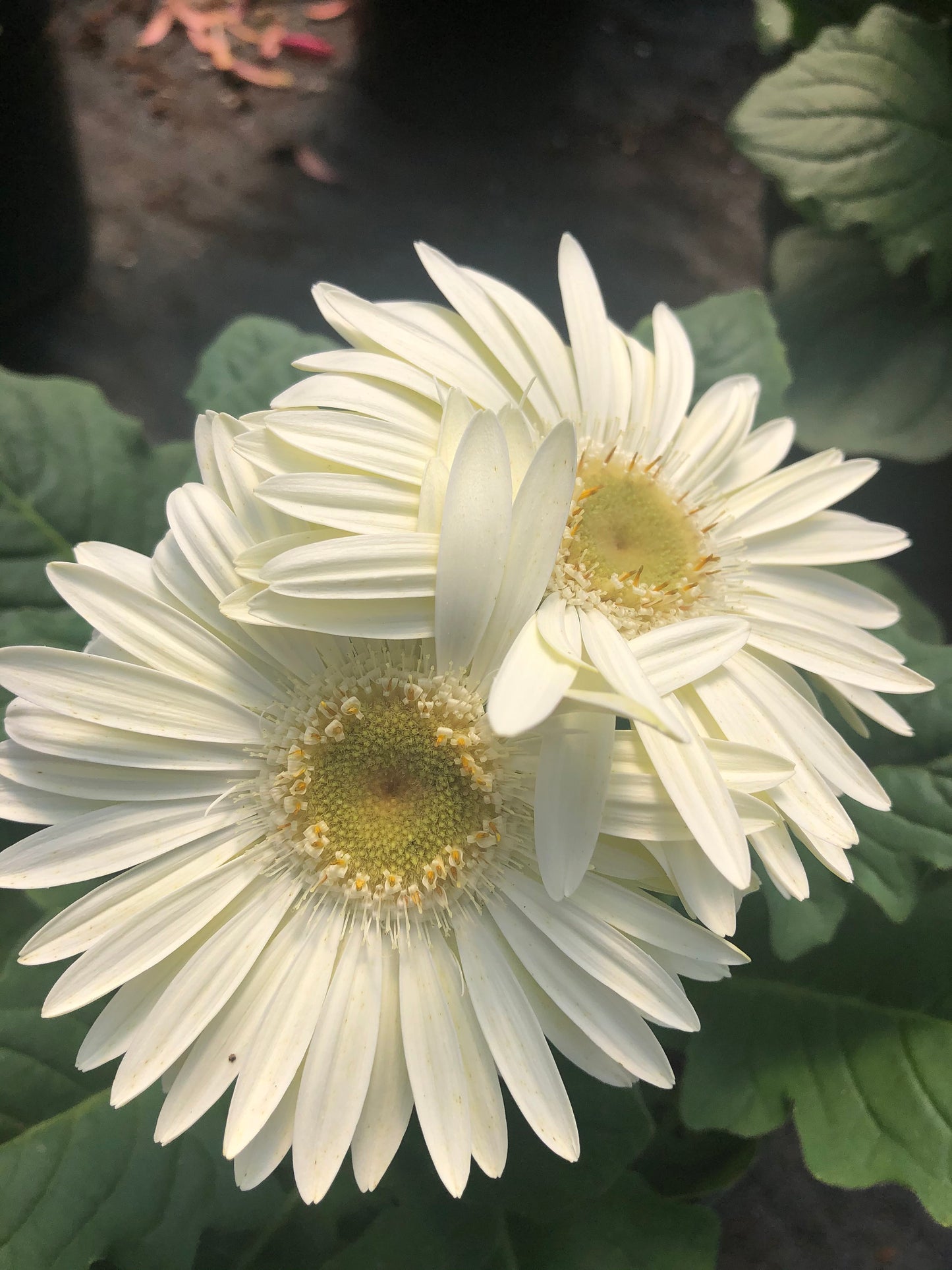 CUT FLOWERS - GERBERA Daisy! - Spring and Summer Flowers are here! - 3 Plus Plants Per Order!