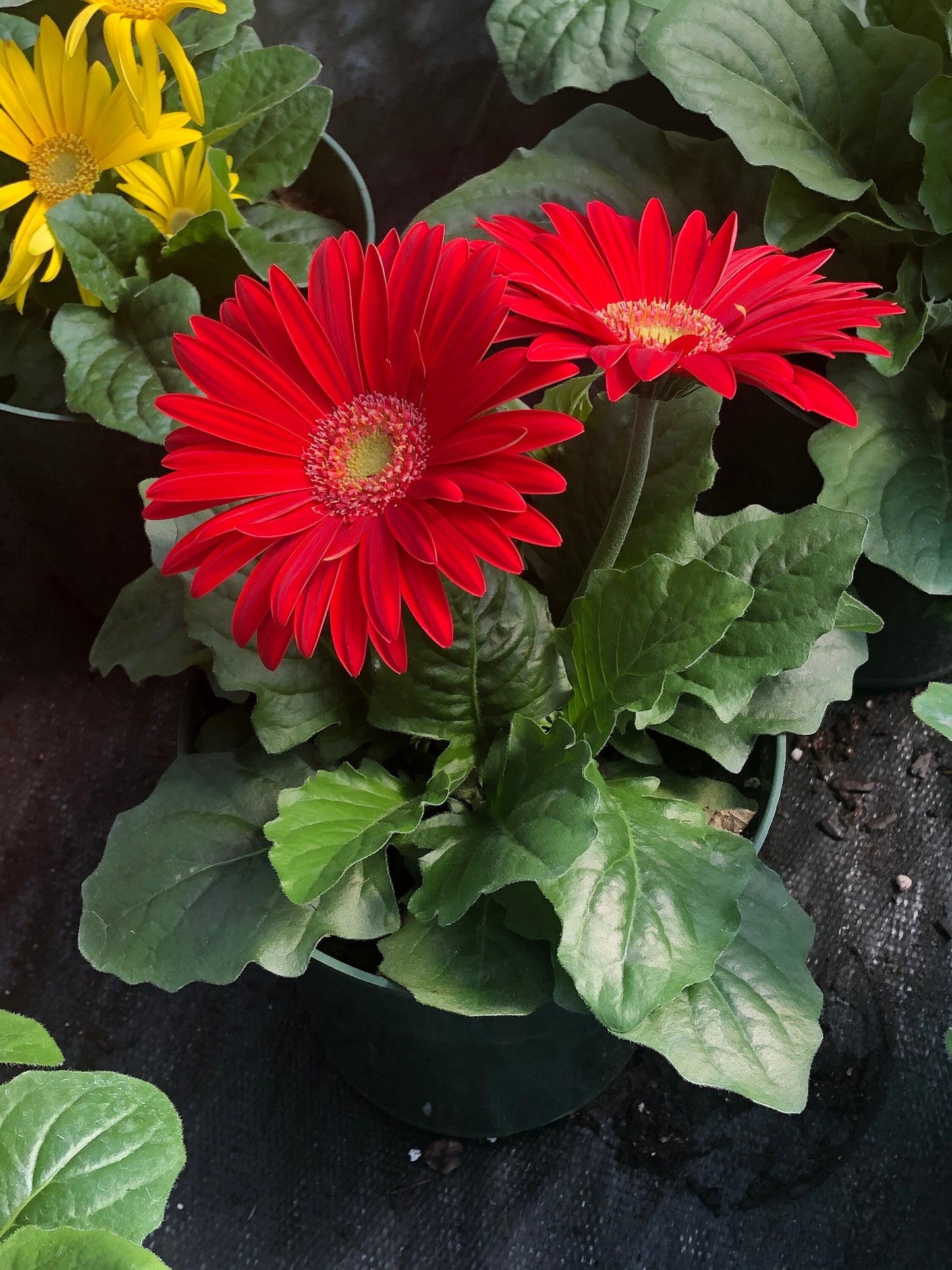 CUT FLOWERS - GERBERA Daisy! - Spring and Summer Flowers are here! - 3 Plus Plants Per Order!