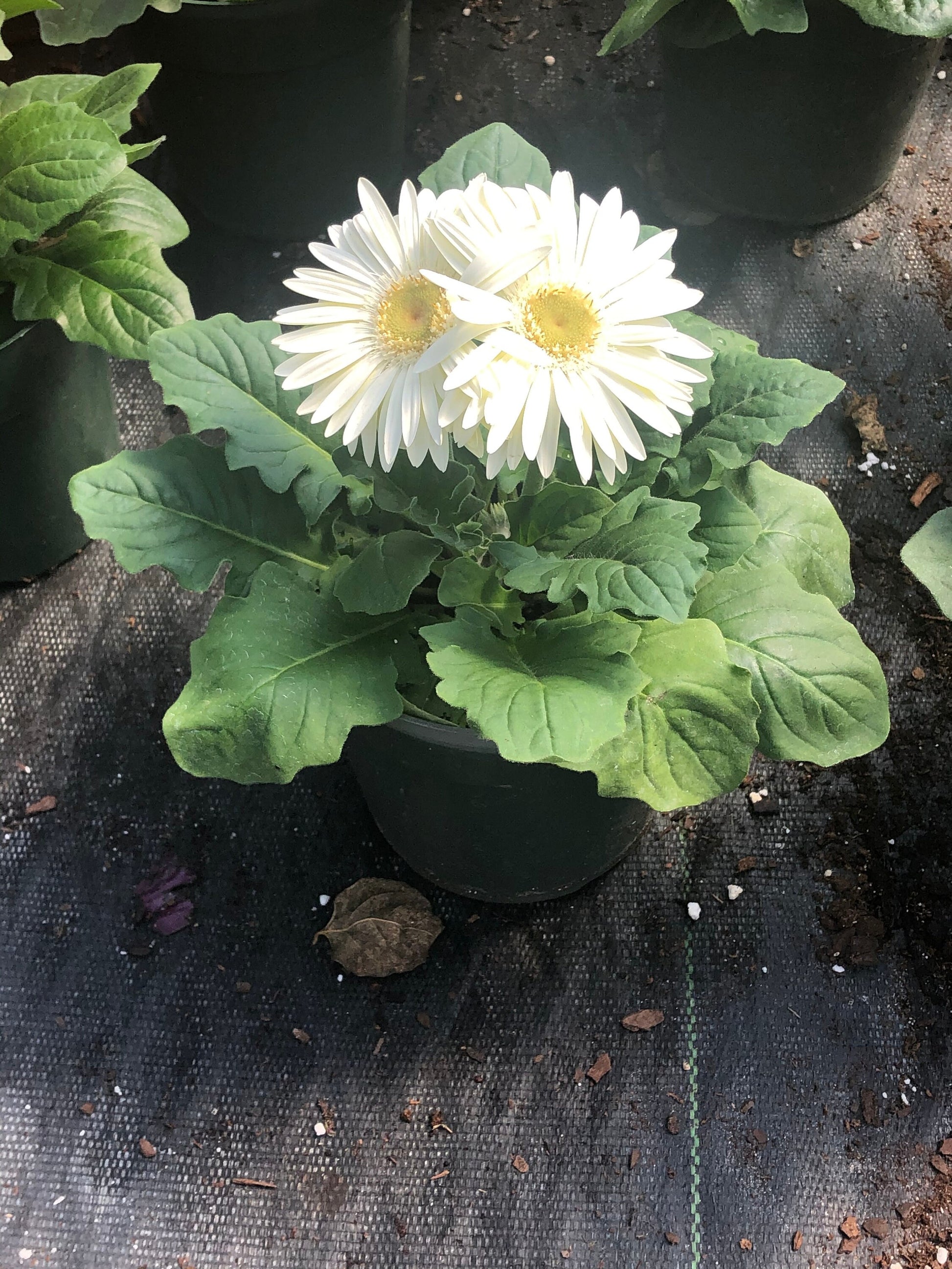 CUT FLOWERS - GERBERA Daisy! - Spring and Summer Flowers are here! - 3 Plus Plants Per Order!