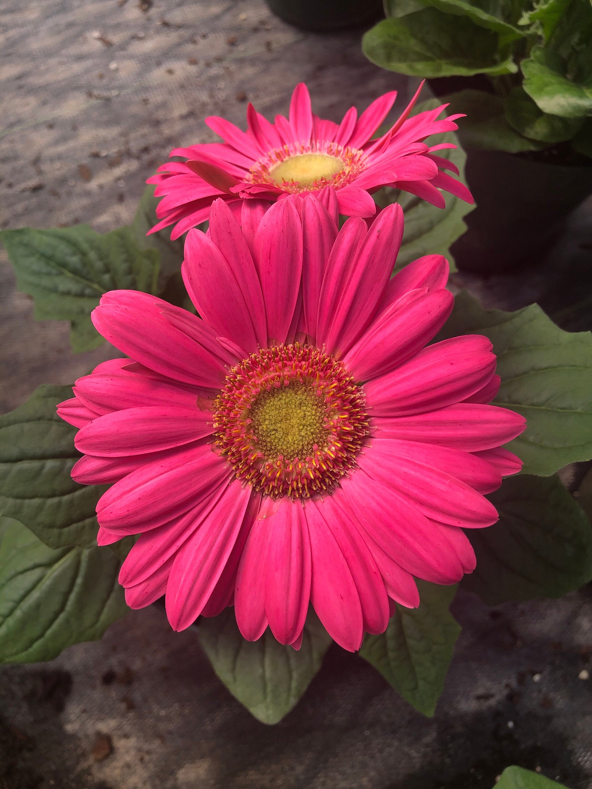 CUT FLOWERS - GERBERA Daisy! - Spring and Summer Flowers are here! - 3 Plus Plants Per Order!