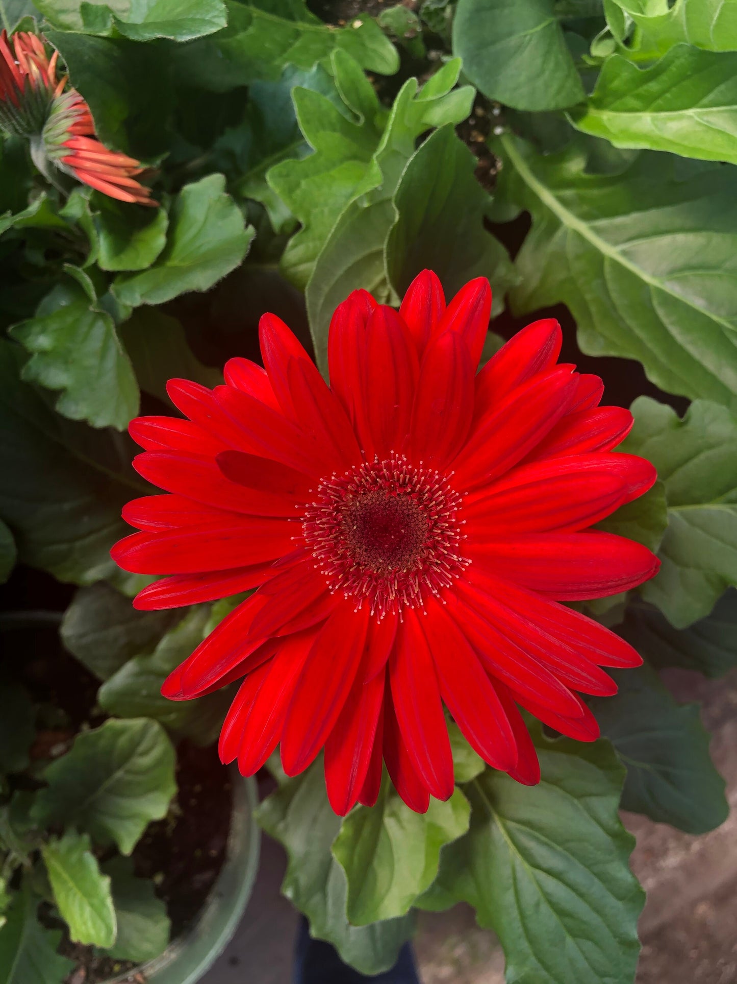 CUT FLOWERS - GERBERA Daisy! - Spring and Summer Flowers are here! - 3 Plus Plants Per Order!