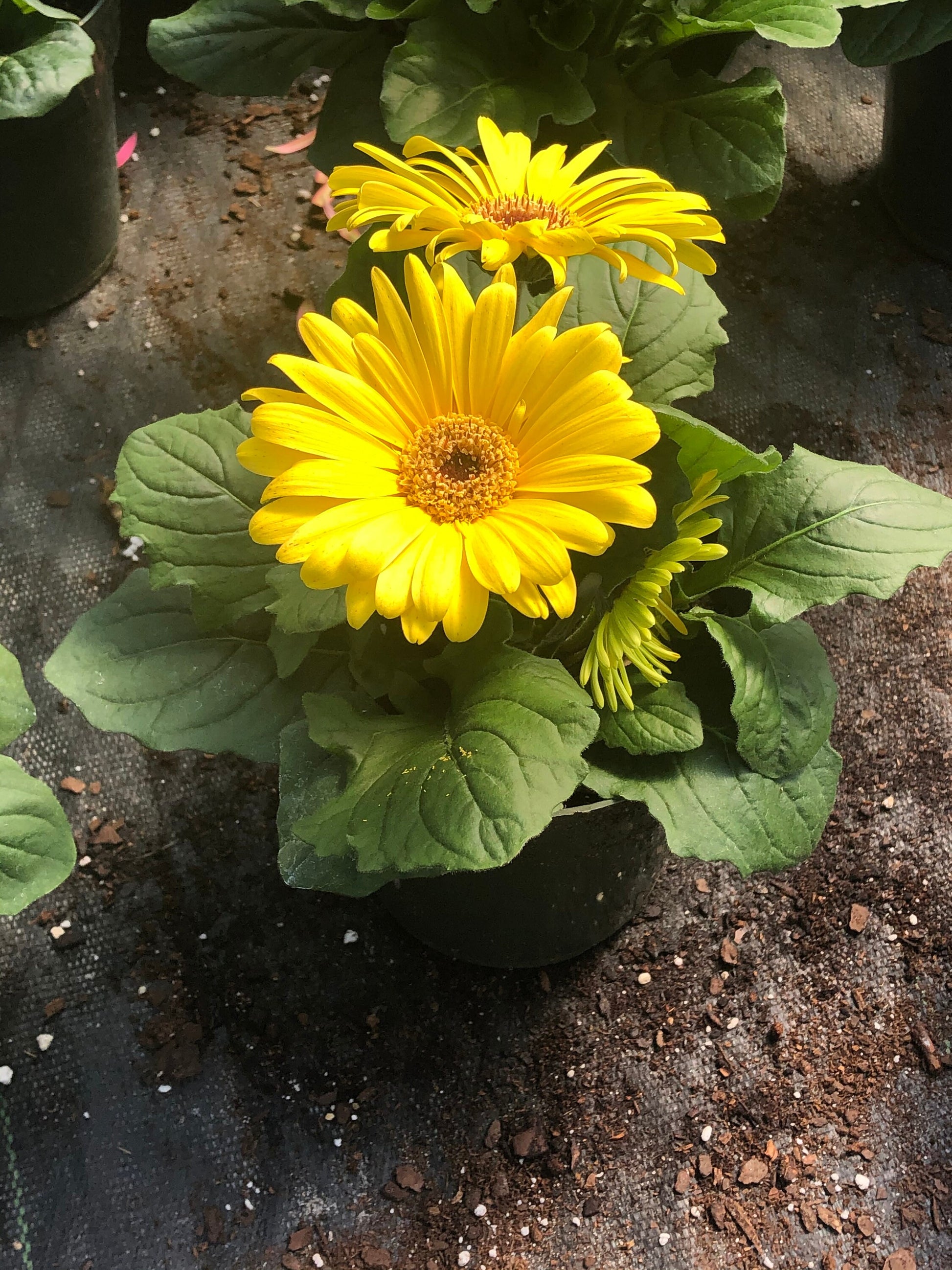 CUT FLOWERS - GERBERA Daisy! - Spring and Summer Flowers are here! - 3 Plus Plants Per Order!