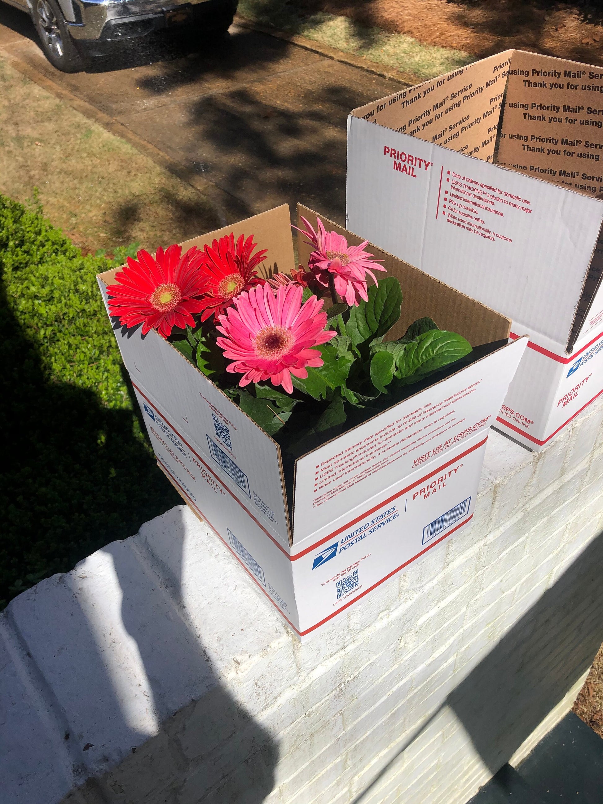 CUT FLOWERS - GERBERA Daisy! - Spring and Summer Flowers are here! - 3 Plus Plants Per Order!