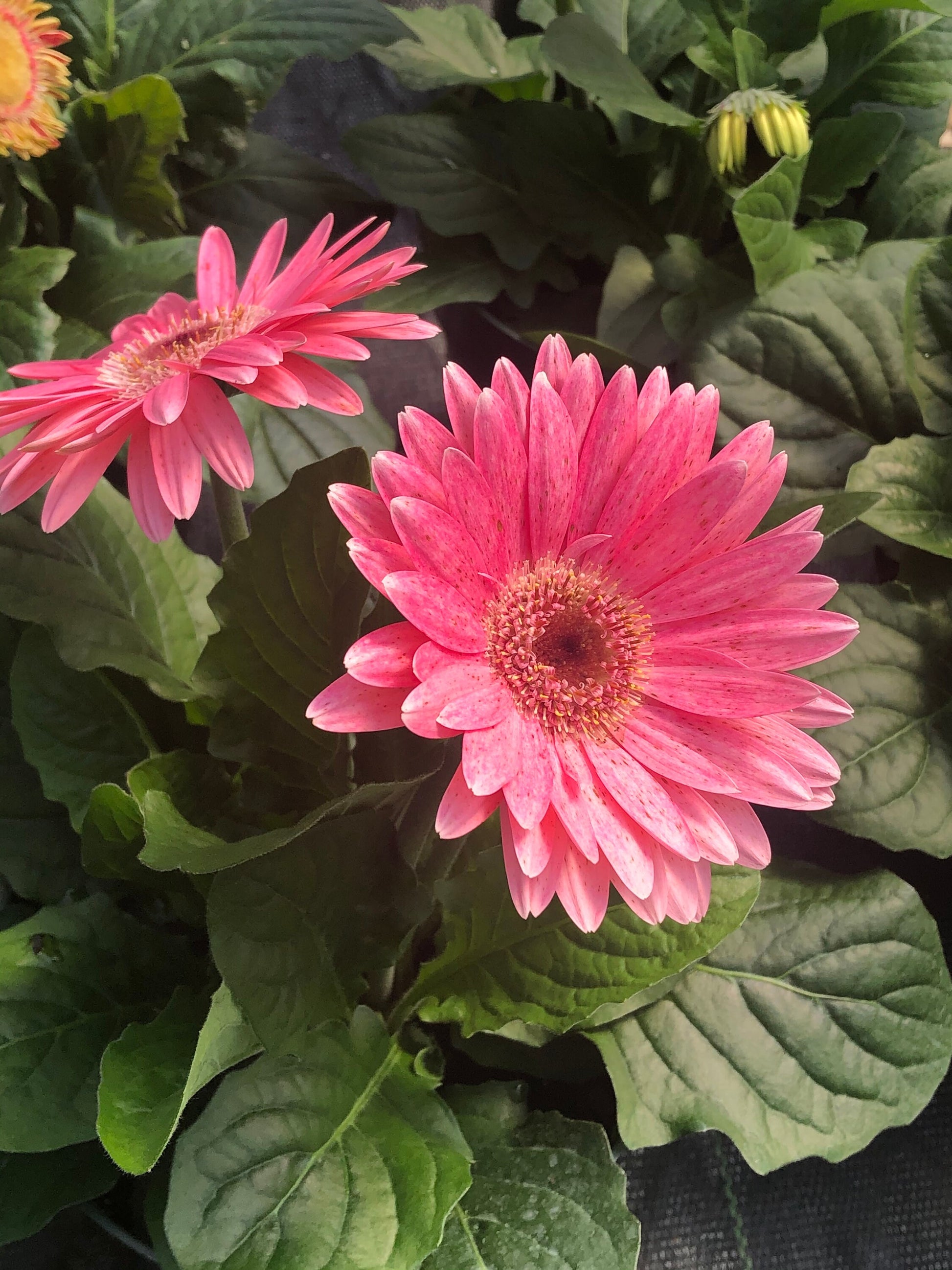 CUT FLOWERS - GERBERA Daisy! - Spring and Summer Flowers are here! - 3 Plus Plants Per Order!