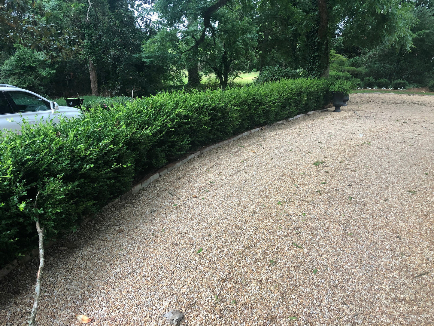 DWARF BOXWOOD New Gen 'Independence' - American Boxwood - Boxwood Garden - Container Plant - Topiary Boxwood - Boxwood Maze - Bonsai plant