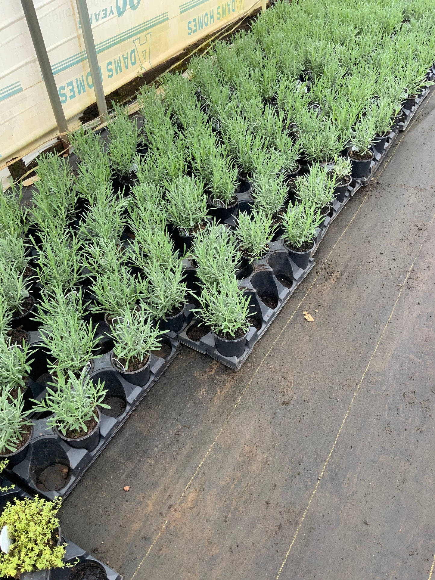 Grosso Lavender | Lavandula x intermedia | QT container | Live Plant | 25% off Retail