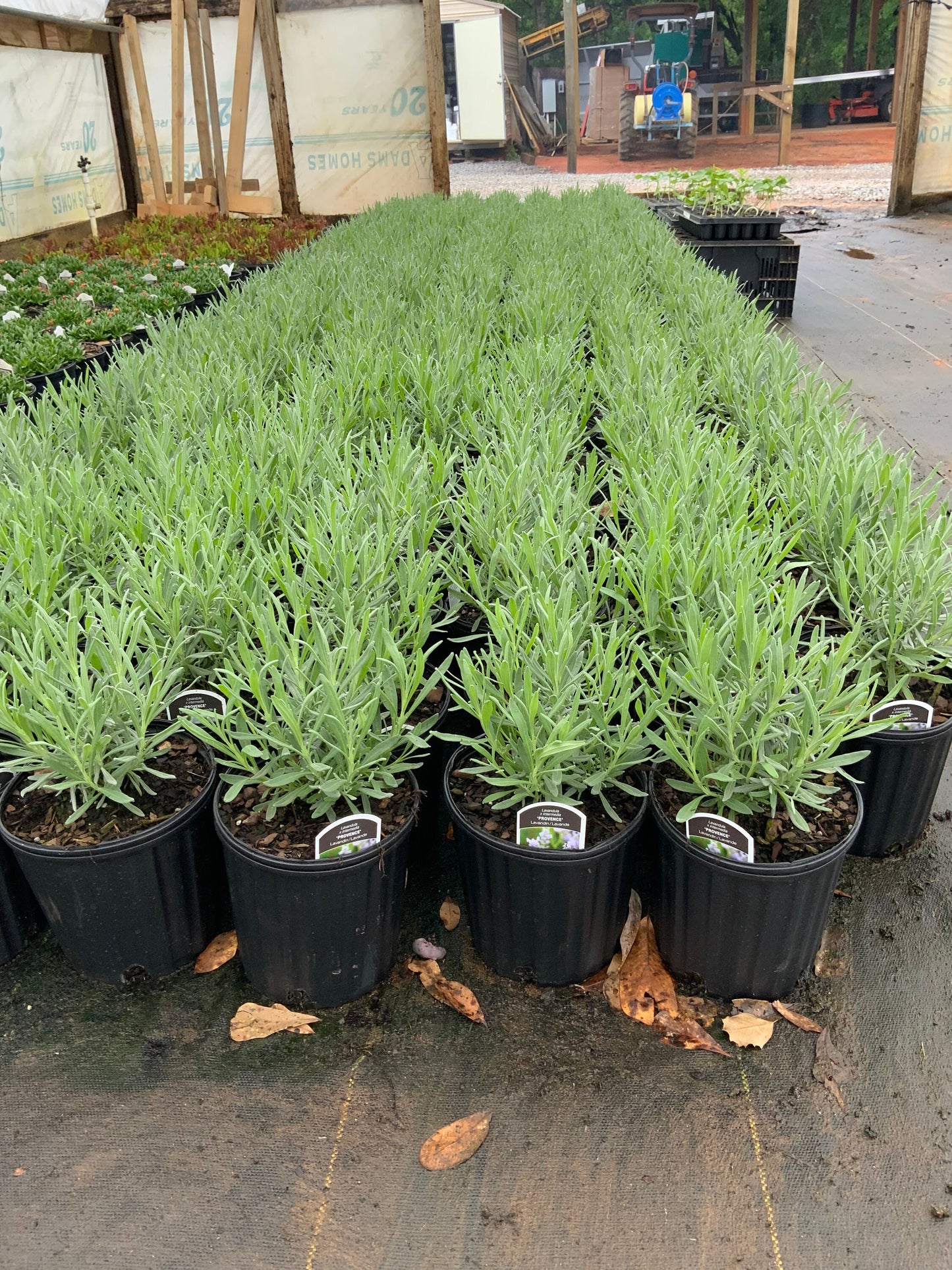 Grosso Lavender | Lavandula x intermedia | QT container | Live Plant | 25% off Retail