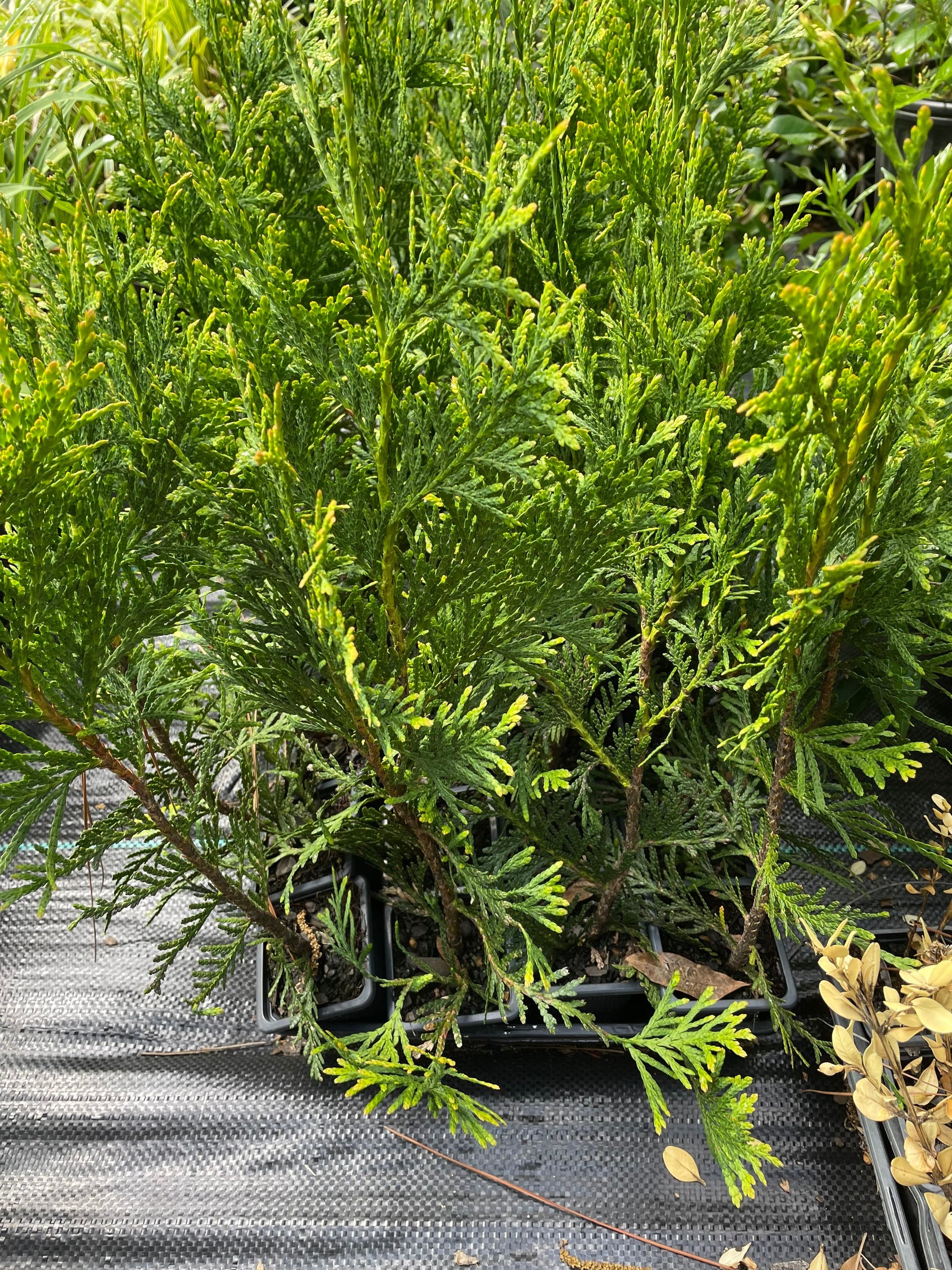 GREEN GIANT ARBORVITAE | A Living "Fence" | Evergreen Hedge