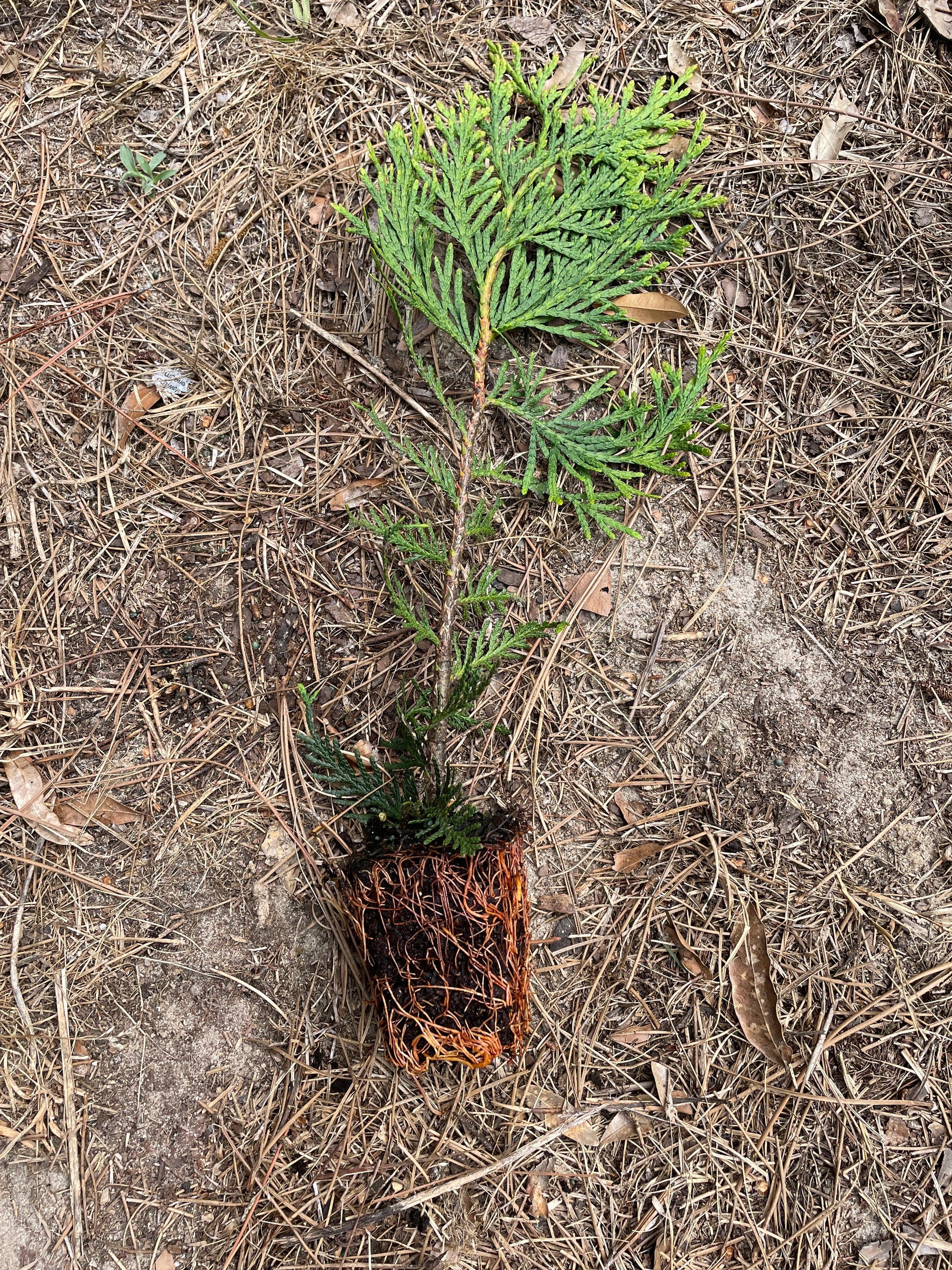 GREEN GIANT ARBORVITAE | A Living "Fence" | Evergreen Hedge