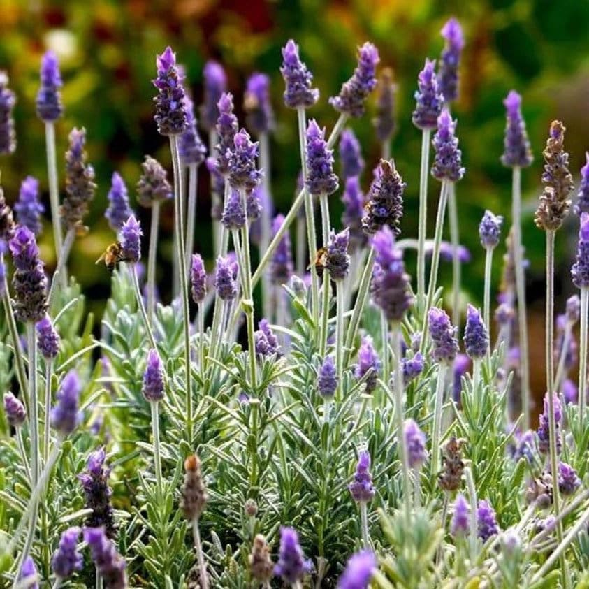 Grosso Lavender | Lavandula x intermedia | QT container | Live Plant | 25% off Retail