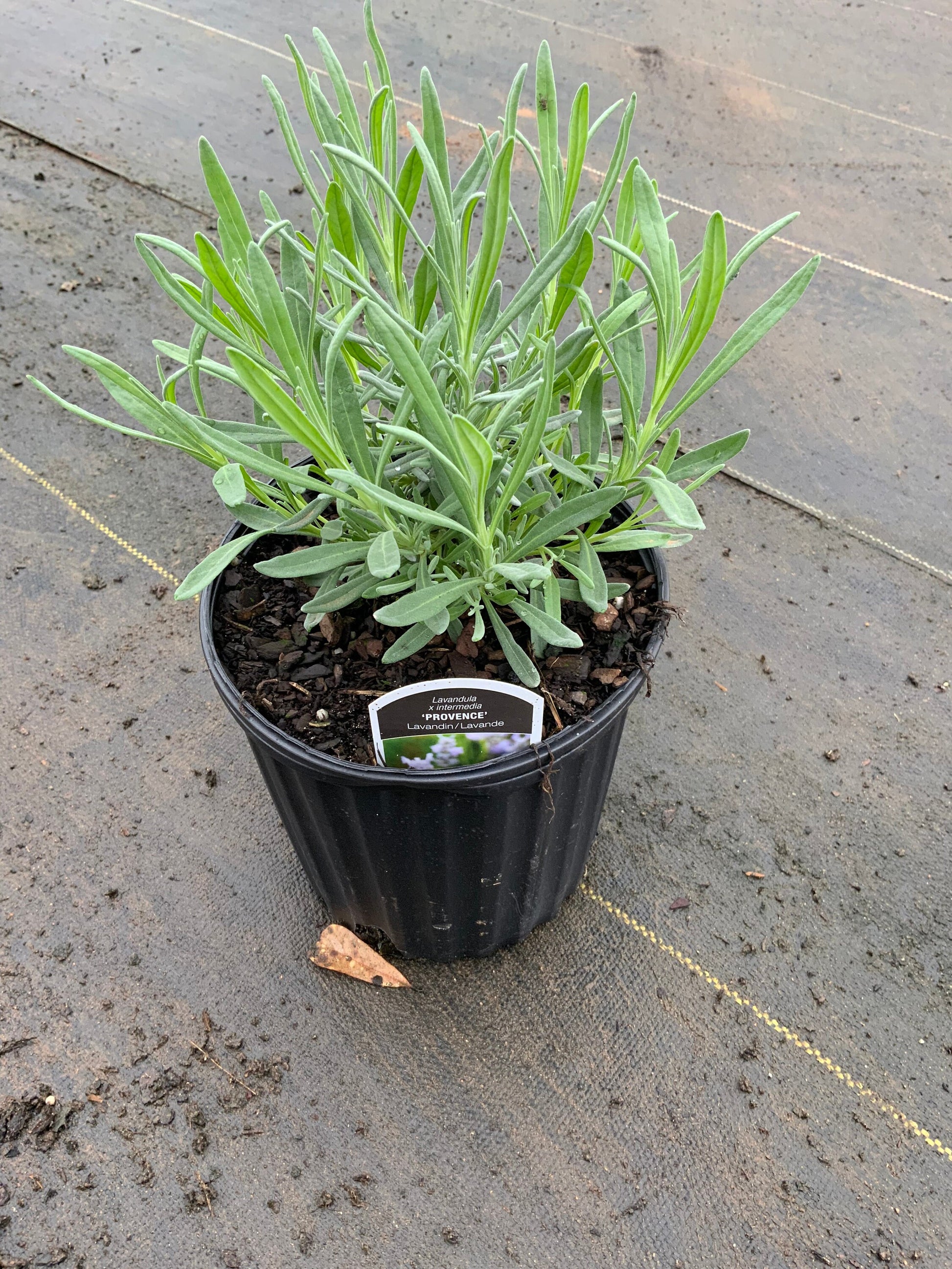 Grosso Lavender | Lavandula x intermedia | QT container | Live Plant | 25% off Retail